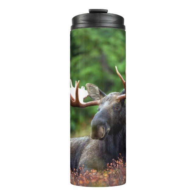 Termo Moose (Anverso)
