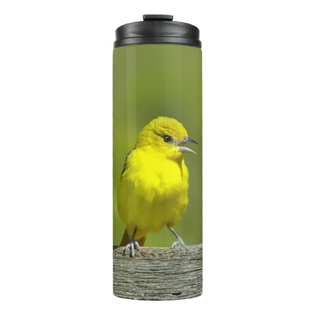 Termo Orchard Oriole - Foto original (Anverso)