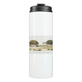 Termo Padloper Tortoise