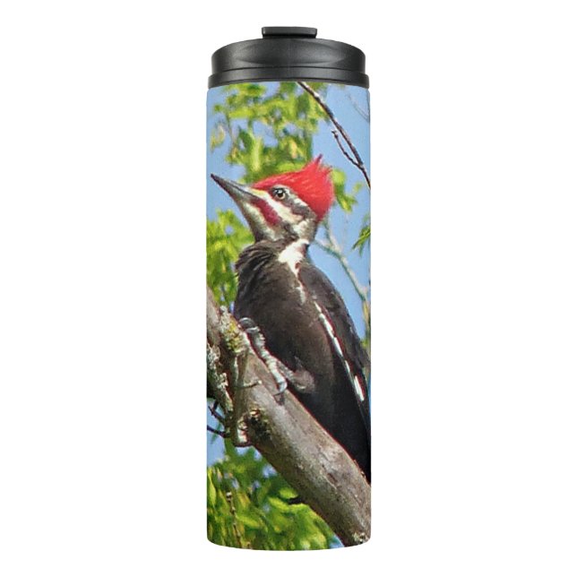 Termo Panceta peronera macho (Anverso)