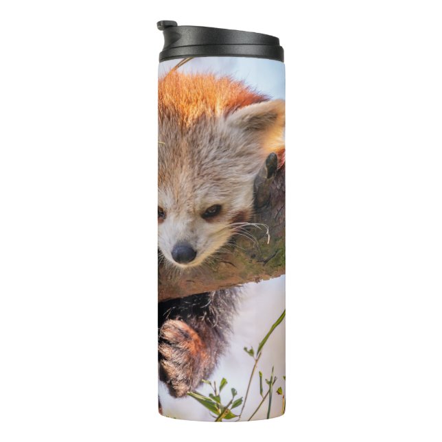 Termo Panda rojiza perezosa (Rotado hacia la derecha)