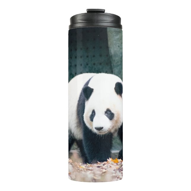 TERMO PASEANDO POR PANDA FRENTE AL EDIFICIO CONCRETO (Anverso)