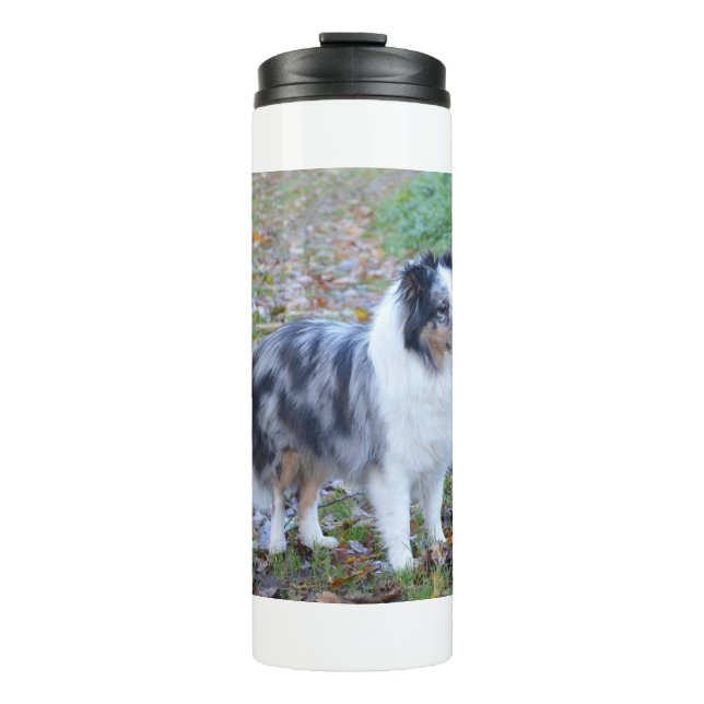 Termo Pastor de Shetland Blue Merle (Anverso)