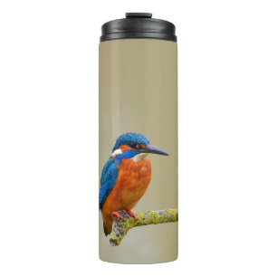 Termo Perching Kingfisher