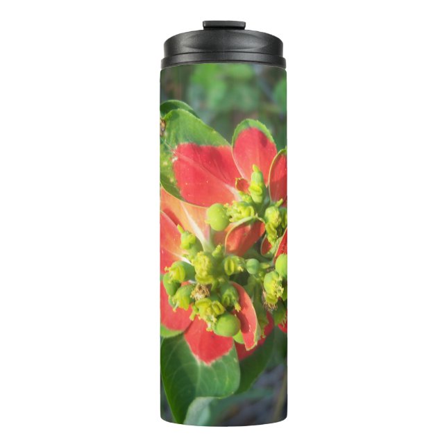 Termo Poinsettia silvestre (Anverso)