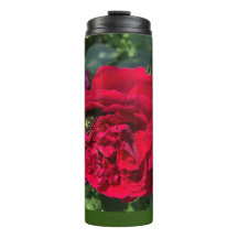 Rosa de jardín rojo y insecto