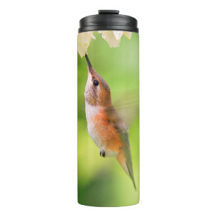 Termo Rufous Hummingbird Sips Blueberry Blossom Néctar