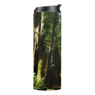 Termo Secuoyas y helechos en el Parque Nacional Redwood