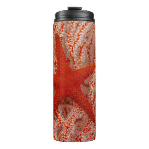 Termo Tailandia, Estrella de Mar