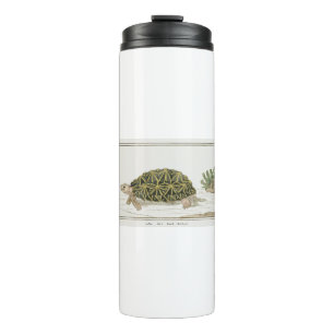 Termo Tent Tortoise Turtle Beach Sea Animal