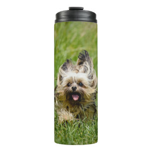 Termo Terrier de Cute Yorkshire corre por la hierba