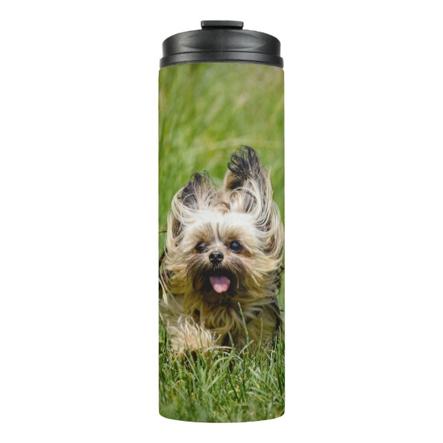 Termo Terrier de Cute Yorkshire corre por la hierba (Anverso)