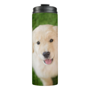 Termo Una cachorro dorada en el césped