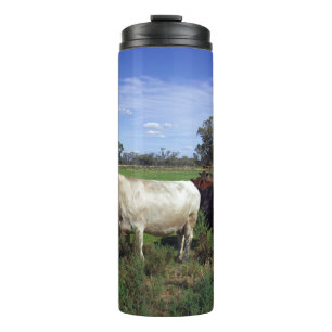 Termo Vaca Blanca Liderando El Rebaño,