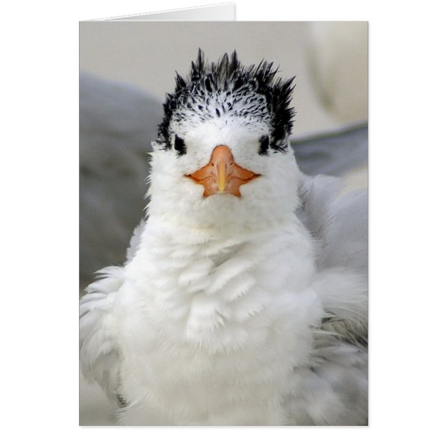 Tern Fluffy (Frente)