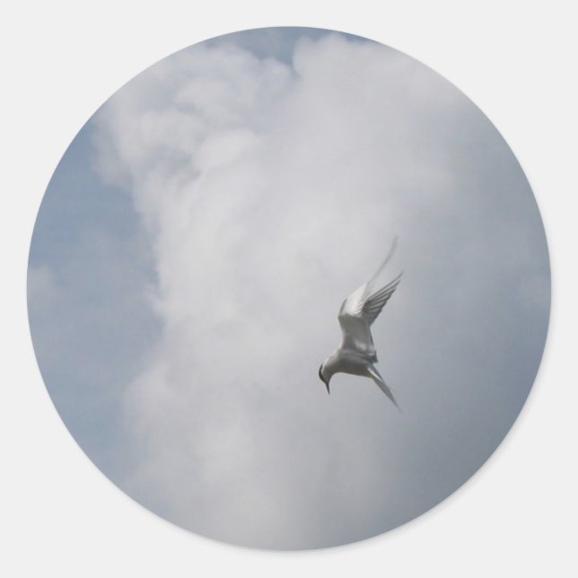 Tern in the Sky pegatinas (Anverso)