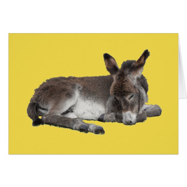 Ternera de burro de chocolate caliente durmiendo e (Anverso (Horizontal))