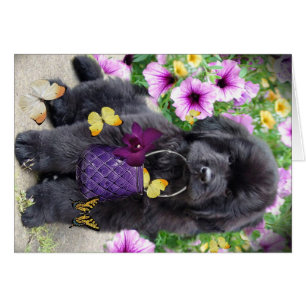 Terranova al día soleado