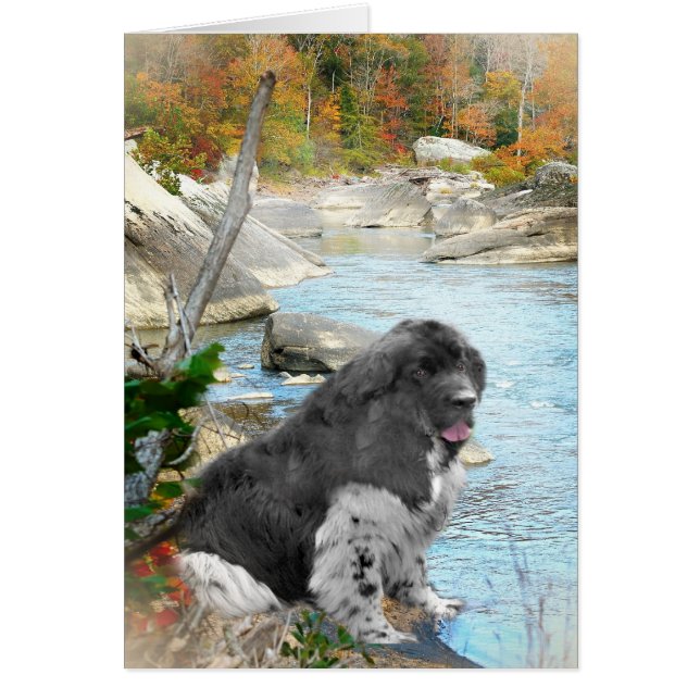 Terranova por las tarjetas de flujo (Frente)