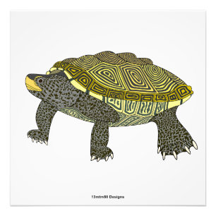 Terrapin (blanco) - Impresión fotográfica