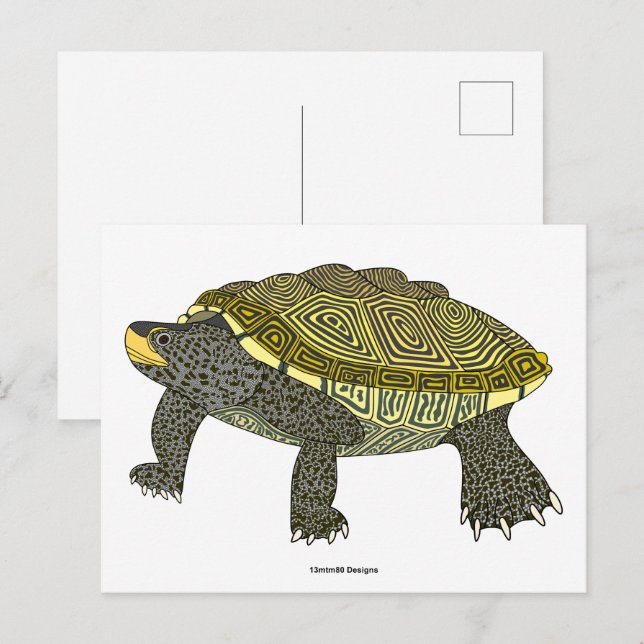 Terrapin (blanco) - Postal (Anverso / Reverso)
