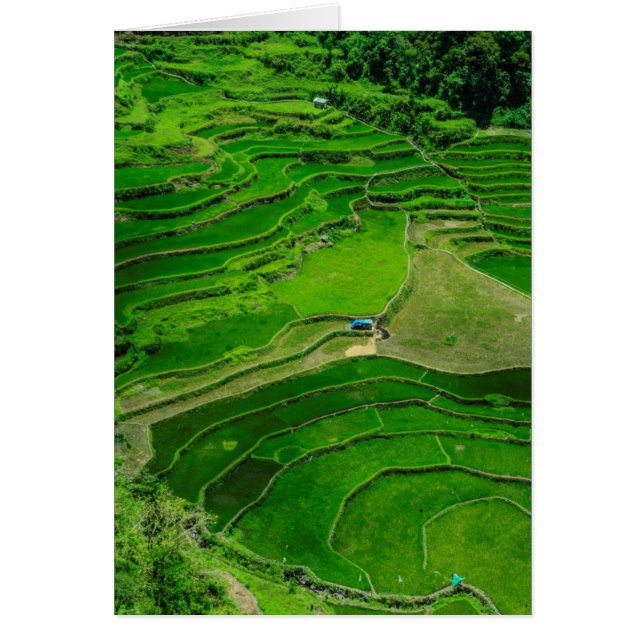 Terrazas de arroz verde, Filipinas (Frente)