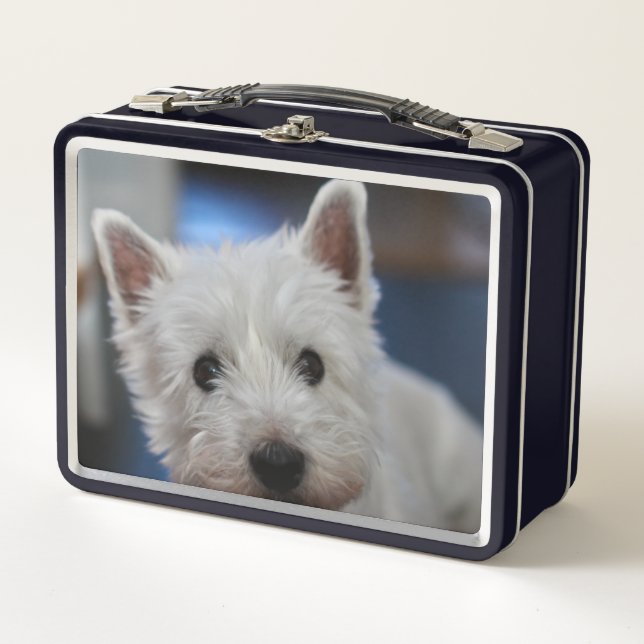 Terrier blanco y occidental extremadamente lindo (Anverso)