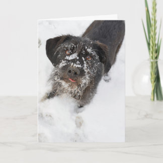 Terrier con navidad nevoso de una nariz