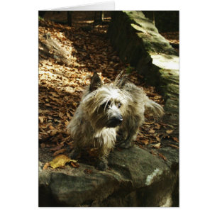 Terrier en tarjeta del otoño