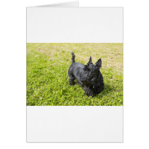 Terrier escocés