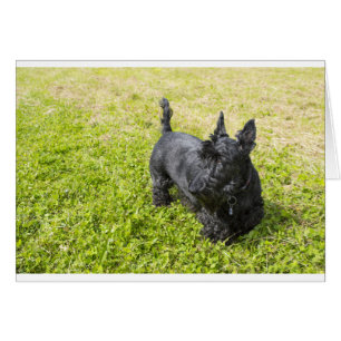 Terrier escocés