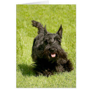 Terrier Escocés Corriendo Libre