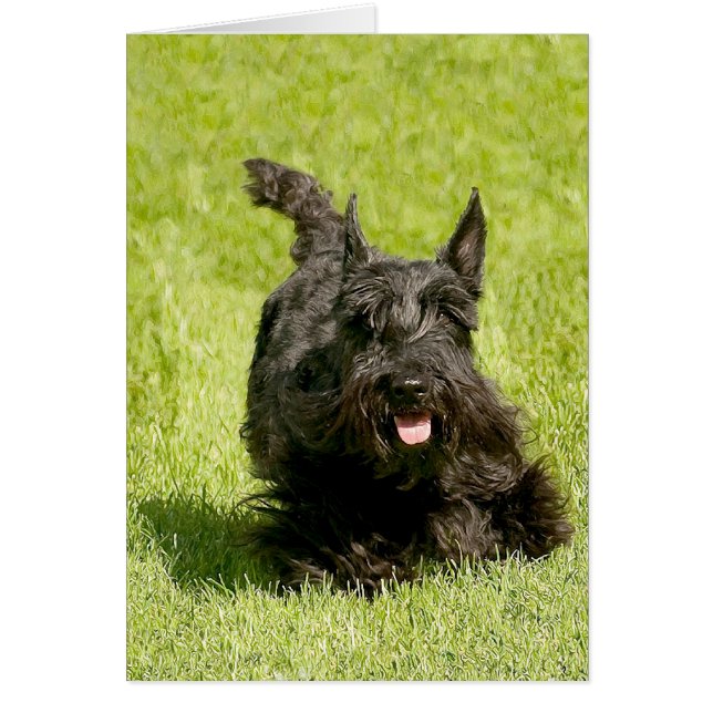 Terrier Escocés Corriendo Libre (Frente)