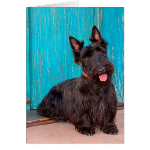 Terrier escocés sentado junto a una puerta colorid