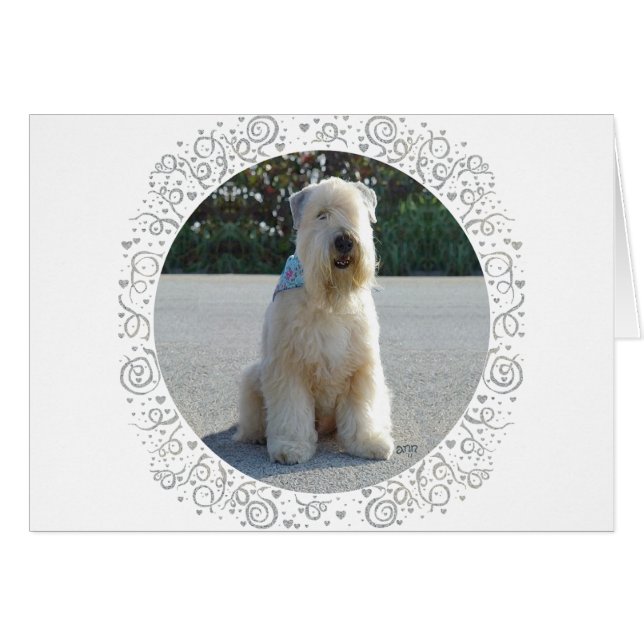 Terrier Wheaten (Anverso (Horizontal))