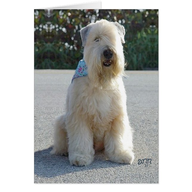 Terrier Wheaten (Frente)