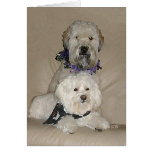 Terrier Wheaten y Havanés