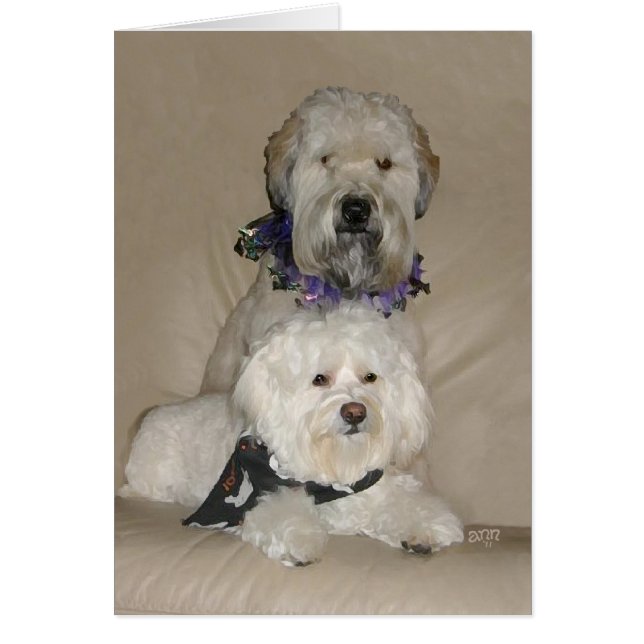 Terrier Wheaten y Havanés (Frente)