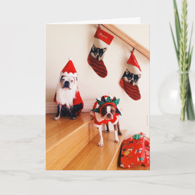 Terrieres de Boston en trajes del navidad (Anverso)