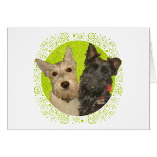 Terriers Escoceses Trigos y Negros