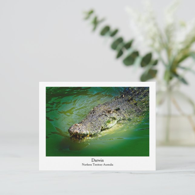Territorio Norte de Darwin - Postales de cocodrilo (Anverso de pie)
