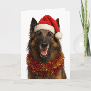 Tervuren con sombrero de Santa tarjeta de Navidad