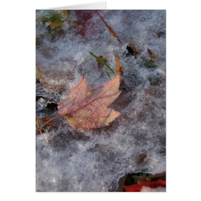 "Tesoro en hielo" (Frente)