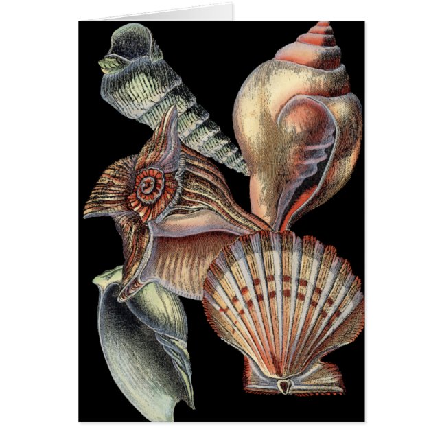 Tesoros del mar (Frente)