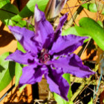 TETERA CLEMATIS<br><div class="desc">Una flor clematis. com.</div>