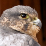 TETERA MERLIN FALCON BIRD DE PRESA<br><div class="desc">Un diseño fotográfico de un hermoso pájaro de presa del halcón de merlín.</div>