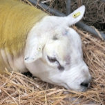 TETERA OVEJAS<br><div class="desc">Un diseño fotográfico de una bella oveja texel.</div>
