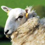 TETERA OVEJAS CUIDADAS<br><div class="desc">Un diseño fotográfico de una oveja linda.</div>