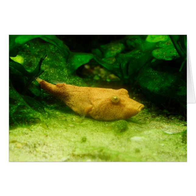 Tetraodon miurus (Anverso (Horizontal))