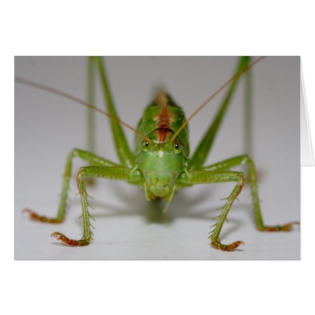 Tettigonia viridissima (Anverso (Horizontal))